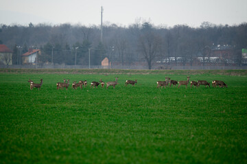 Sarna (Capreolus)  © Marcin