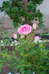 Pink rose, Rosa chinensis flower bloom in the garden. A group of miniature double color roses with...