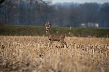 Sarna (Capreolus)  © Marcin