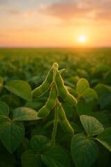 Soybean plant flourishing at sunset in a lush field