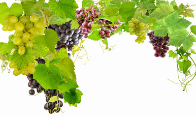 Naklejka premium Vignes et grappes de raisins 