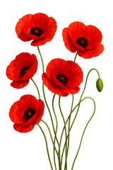 Obraz premium Red poppy flowers isolated on white background