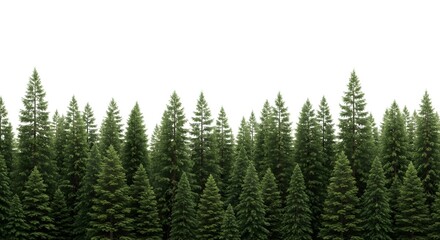 Dense evergreen forest of tall pine trees isolated on white background nature landscape element
