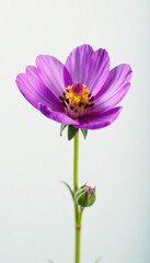 Single, vibrant purple pasqueflower blossom against pure white backdrop , pasqueflower, photography, springtime
