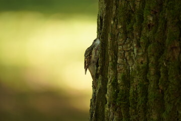 Pełzacz ogrodowy (Certhia brachydactyla)