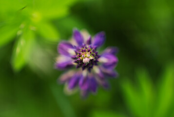 Łubin trwały, Lupinus polyphyllus