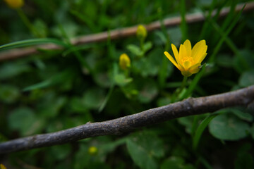 Ziarnopłon wiosenny