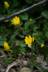 Ziarnopłon wiosenny