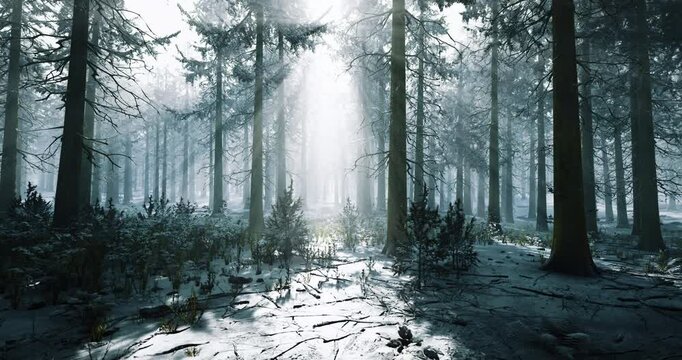 Bright sunlight filters through tall trees in a tranquil forest. Snow blankets the ground, creating a serene winter atmosphere. Shadows and light create a mystical scene.