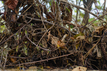 Leaves that change color and die are a sign that nature is getting ready for winter