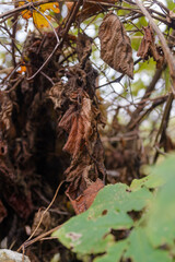 Leaves that change color and die are a sign that nature is getting ready for winter