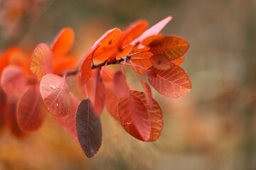 Autumn leaves on a tree