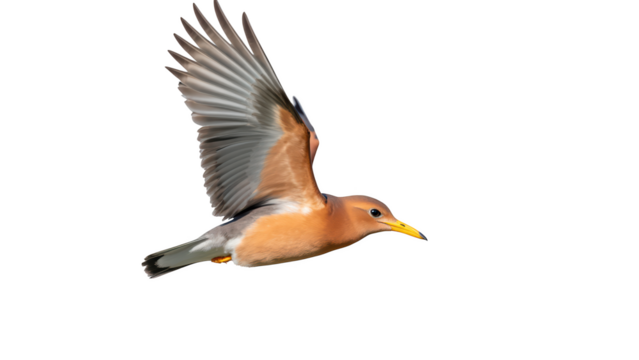 Bird in flight with vibrant plumage and extended wings showcases grace and freedom. scene captures beauty of nature and elegance of avian movement