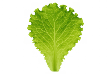 Fresh green lettuce leaf showing texture isolated on transparent background for healthy eating and vegan diet concepts