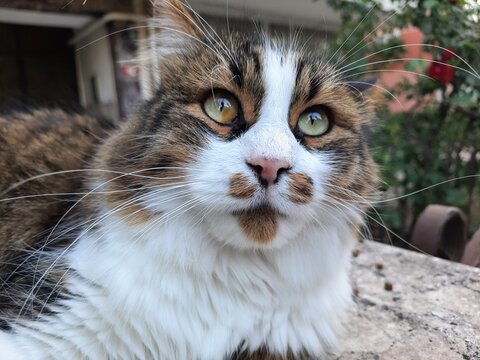 Extreme close-up of a fluffy long-haired calico cat's face