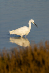 Little egret wading in shallow water, Camargue, France