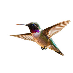 Fototapeta premium A stunning male calliope hummingbird in flight isolated on transparent background, showcasing its vibrant colors and intricate details