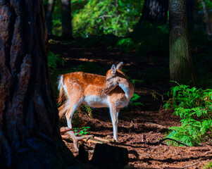 The common or European fallow deer is a species of deer native to the Mediterranean region.
