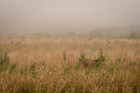 A pair of goats grazing in a foggy meadow at sunrise. Peaceful rural landscape with mist, dry grass and soft natural light, symbolizing calmness, simplicity and connection with nature. - Powered by Adobe