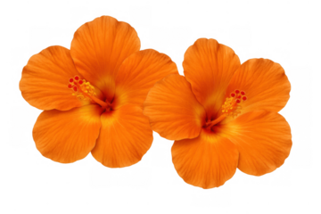 Two vibrant orange hibiscus flowers displaying beautiful petals and blooming stamens, isolated on a transparent background