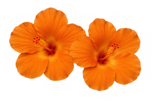 Two vibrant orange hibiscus flowers displaying beautiful petals and blooming stamens, isolated on a transparent background