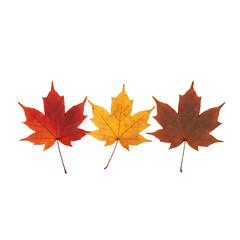 Three vibrant autumn leaves showcasing the beauty of fall foliage in a row.