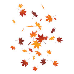 Scattered Autumn Maple Leaves Falling in a Gentle Breeze.