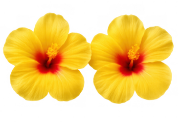 Two vibrant yellow hibiscus flowers showing a striking red center and delicate petals, isolated on a transparent background
