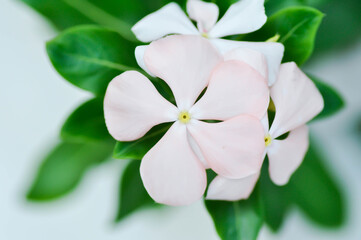 Fototapeta premium ludwigia adscendens , West Indian paeriwinkle or Catharanthus roseus or Vinca or Old maid or Madagasgar periwinkle or white flower