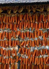 大量に並べて干されたトウモロコシ