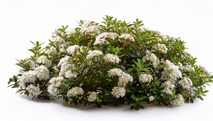 Flowering Bush Isolated On White Background