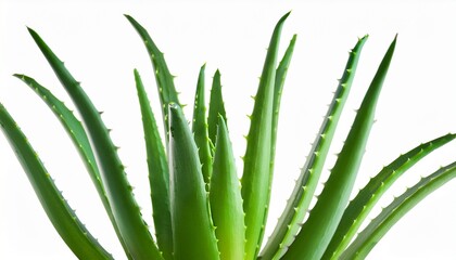 Vibrant Aloe Vera Plant Isolated