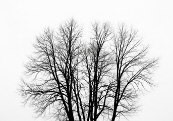 Obraz premium Bare tree branches against a white sky