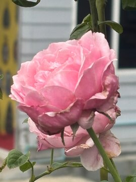 pink rose in garden