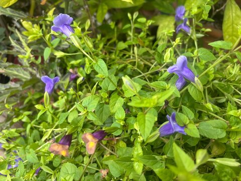 purple flowers in the garden