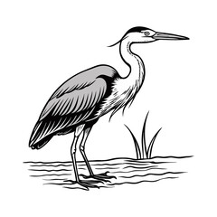 Obraz premium Heron standing in water with reeds isolated on white background isolated on transparent background