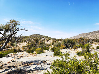 A rugged, arid mountain landscape featuring sparse, gnarled shrubs and small trees on rocky terrain under a clear blue sky.