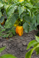  yellow bell pepper on plant cultivation organic vegetables garden poutdoor