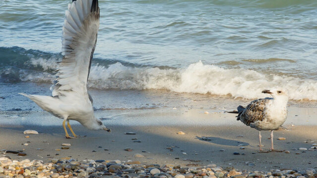 A compelling shot of a gull spreading its wings, poised to take flight or simply stretching, next to another gull resting on the wet, sunlit sand.