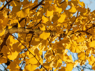 ż&oacute;łte liście na drzewach jako piękny krajobraz jesieni