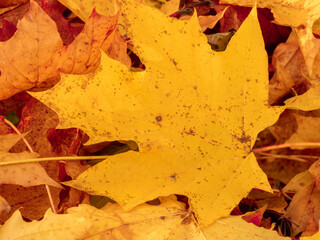 ż&oacute;łte liście dębu jako symbol złotej jesieni