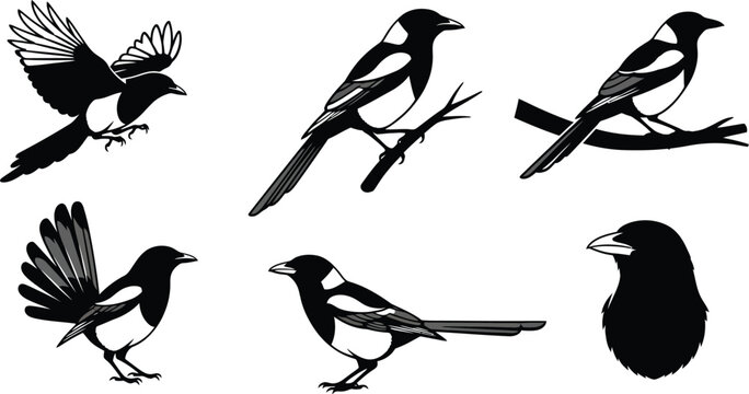 Set of black and white vector magpie illustrations. Collection of common Pica pica birds in various poses including flying, perched on a branch, and standing. Wildlife clip art set 42