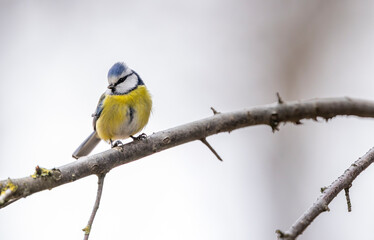 Fototapeta premium Eurasian blue tit perching on bare branch in Podmoli