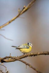Blue tit bird perching on bare branch in nature