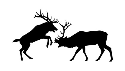 Obraz premium Two silhouetted deer, antlers locked, engaged in a fierce fight, on a stark white background