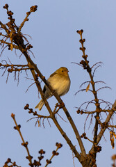 Bird perching on bare branch against blue sky
