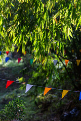 Background image of bamboo leaves in the nature of the park with morning sunlight.