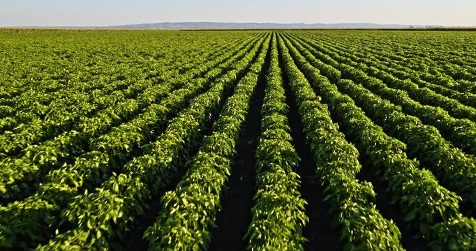 Green paprika field showing agricultural farming landscape
