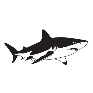 Black and white graphic illustration of a shark