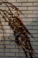 창덕궁 주변 모습